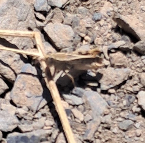 Calliptamus tenuicercis