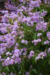 Lagerstroemia speciosa