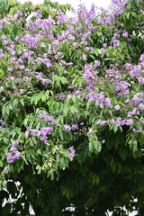 Lagerstroemia speciosa