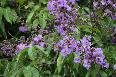 Lagerstroemia speciosa