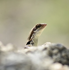 Leiocephalus macropus