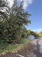 Kultur-Birne (Pyrus communis): Herkunft und Verwendung — Foto 3