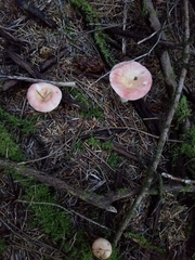 Russula bicolor
