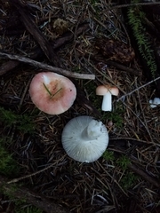 Russula bicolor