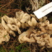 Sebacina sparassoidea - Photo (c) Alan Rockefeller, μερικά δικαιώματα διατηρούνται (CC BY), uploaded by Alan Rockefeller