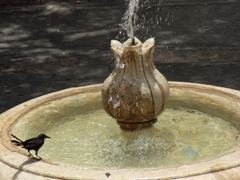 Quiscalus mexicanus