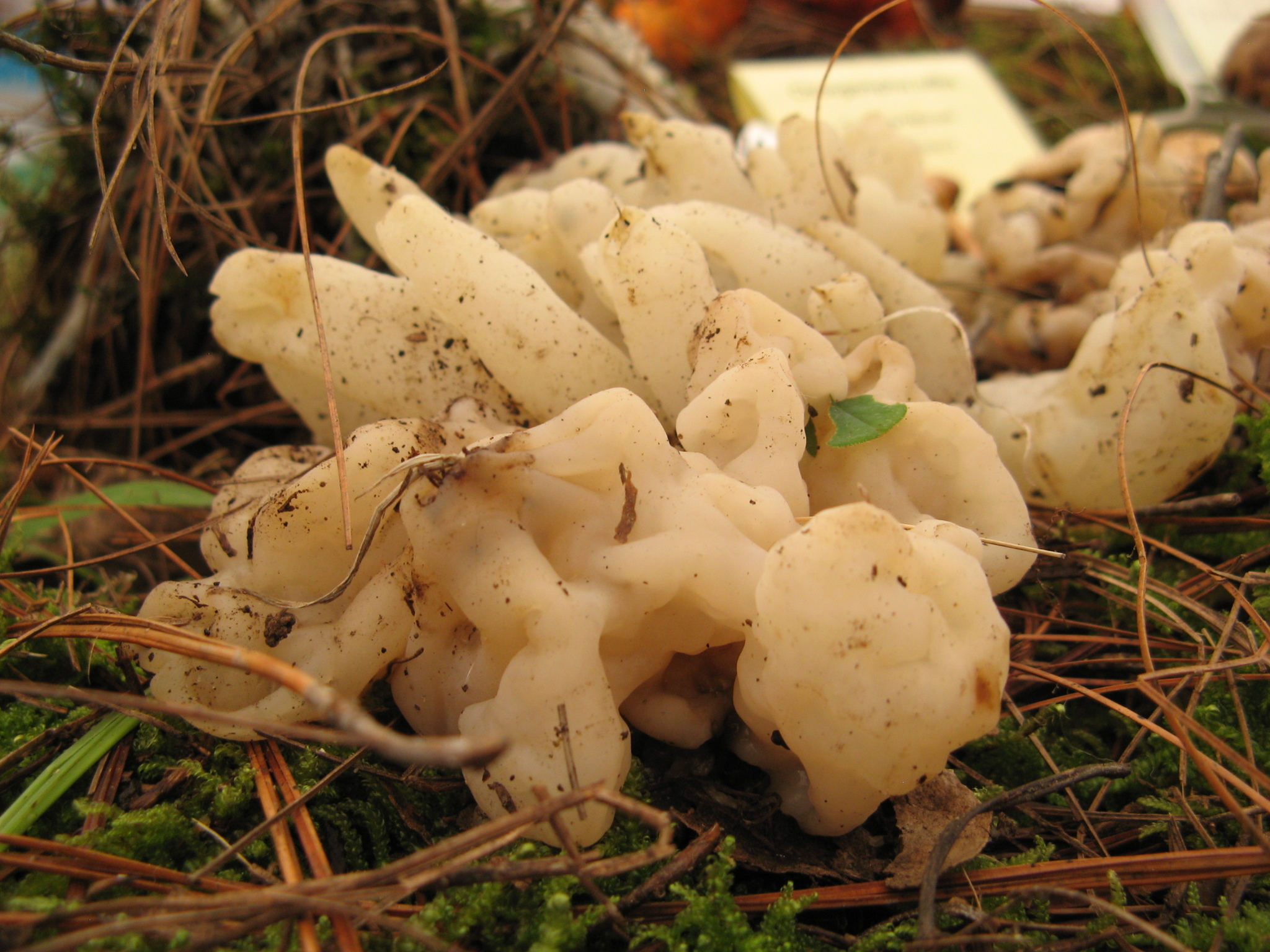 Sebacina sparassoidea image