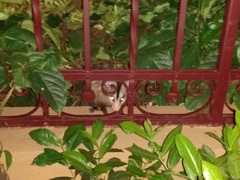 Didelphis albiventris