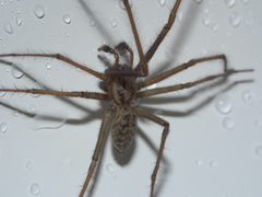 Eratigena duellica