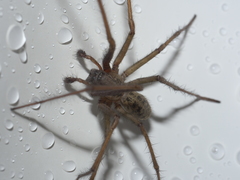 Eratigena duellica