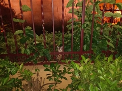 Didelphis albiventris