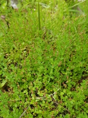 Gonocarpus micranthus