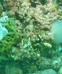 Aplidium benhami