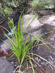 Carex fascicularis