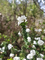 Epacris paludosa