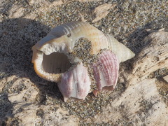 Nassarius perpinguis