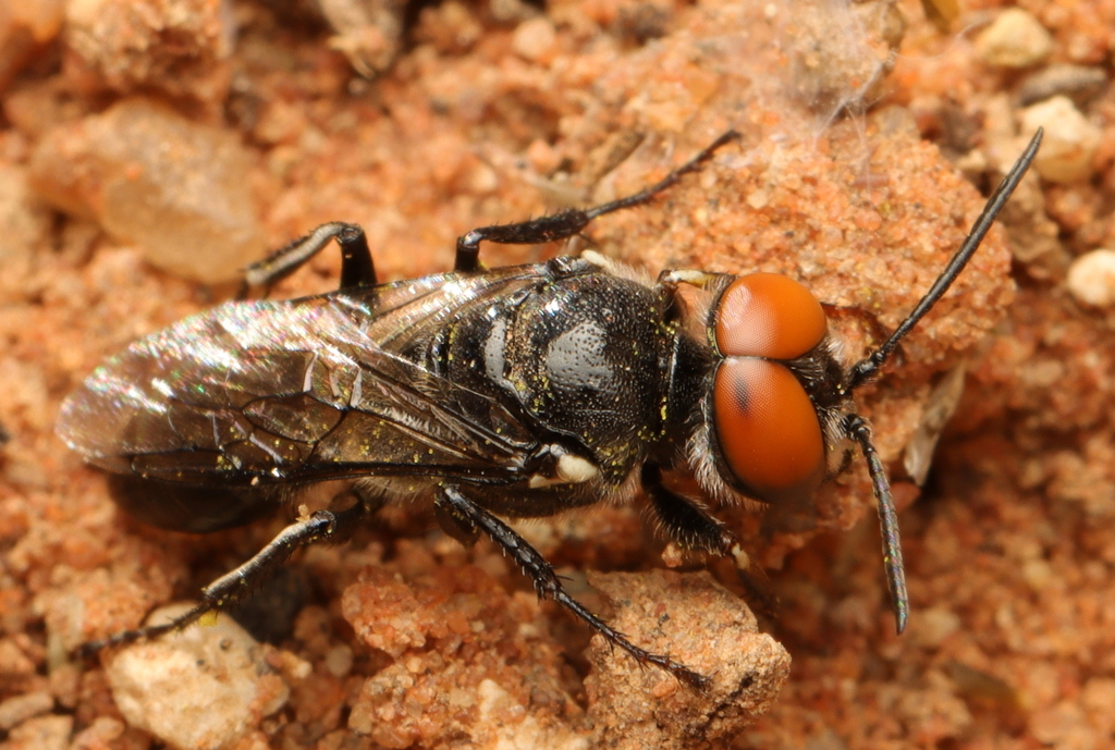 Astata melanaria