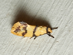 Psaroxantha basilica