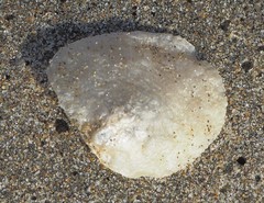 Pododesmus macrochisma