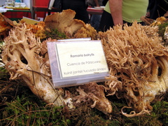 Ramaria botrytis