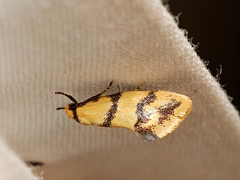 Psaroxantha basilica