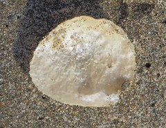 Pododesmus macrochisma