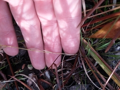 Aristida simpliciflora