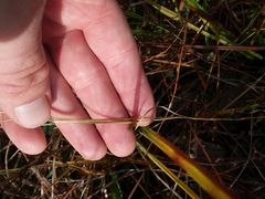 Aristida simpliciflora