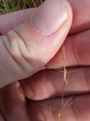 Aristida simpliciflora