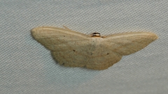 Scopula perlata