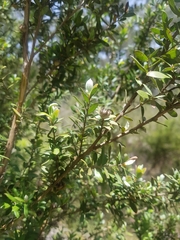 Leptospermum grandifolium