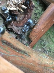 Polyrhachis schlueteri