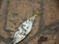 Oligoplites saurus
