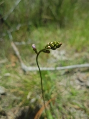 Stylidium montanum