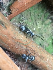 Polyrhachis schlueteri