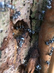 Polyrhachis schlueteri
