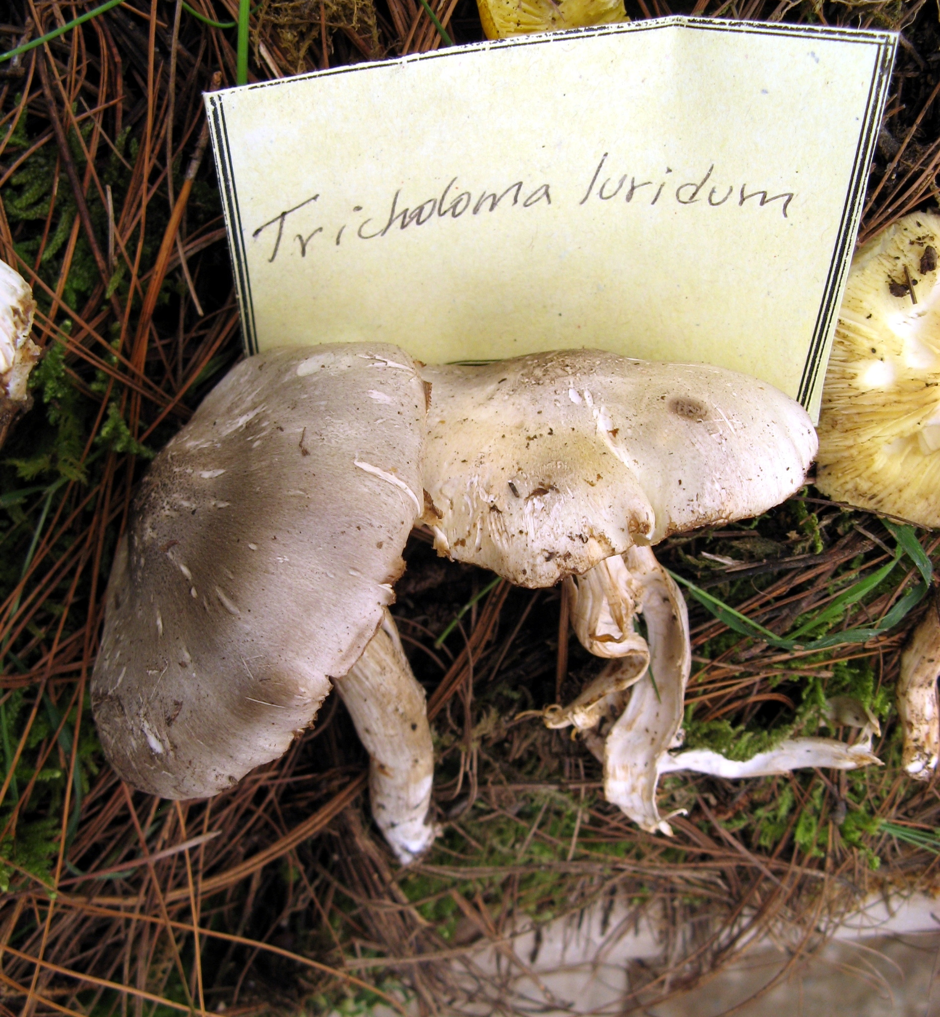 Tricholoma luridum image