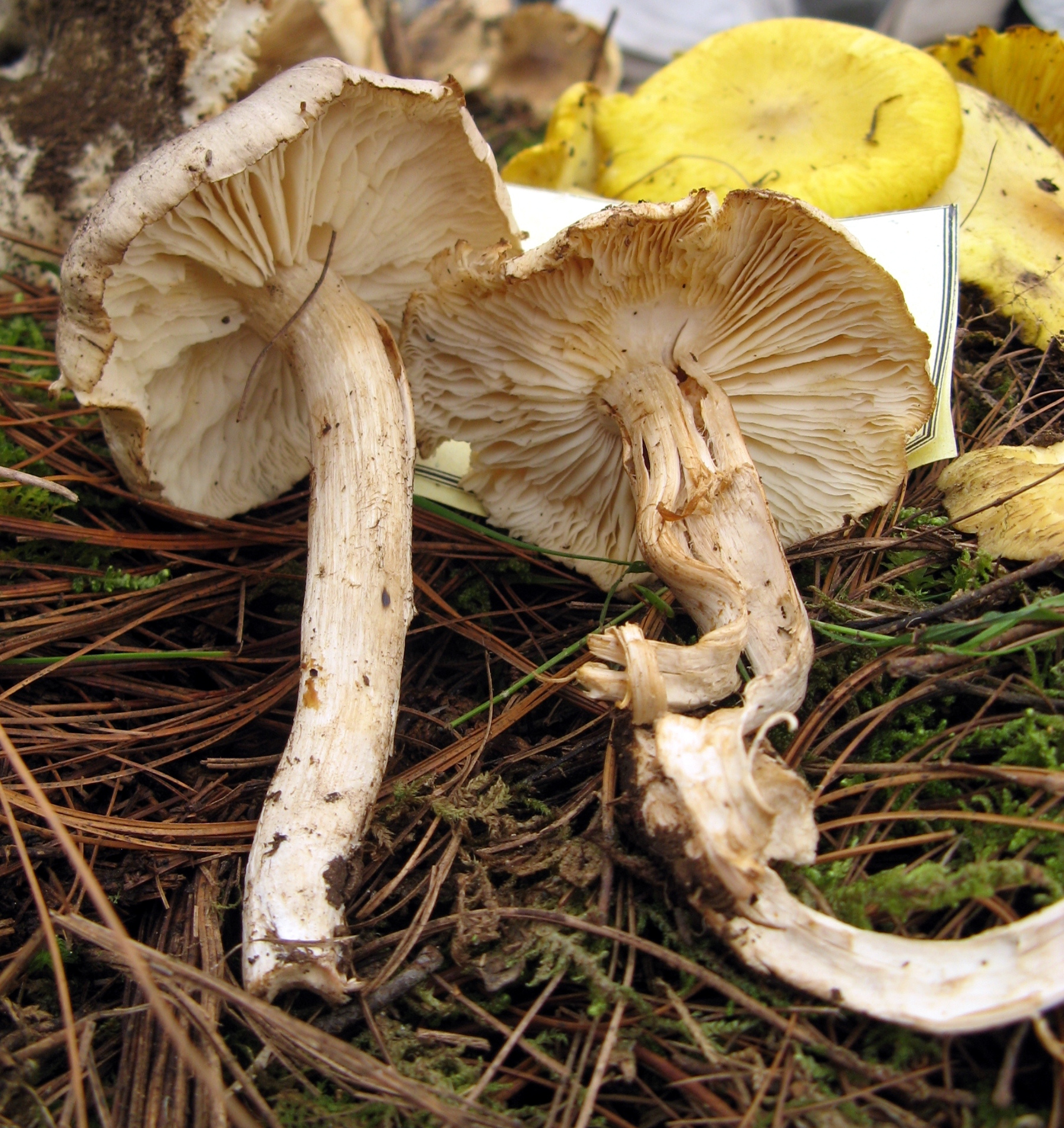 Tricholoma luridum image