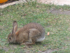 Sylvilagus audubonii