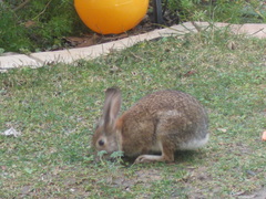 Sylvilagus audubonii