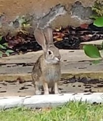 Sylvilagus audubonii