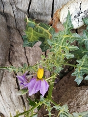 Solanum virginianum