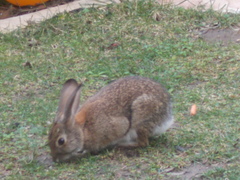 Sylvilagus audubonii