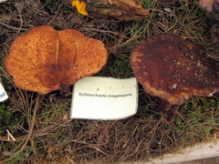 Echinochaete brachypora