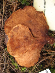 Echinochaete brachypora