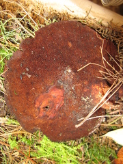 Echinochaete brachypora