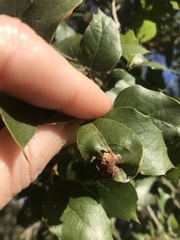 Callirhytis perfoveata