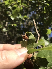 Callirhytis perfoveata