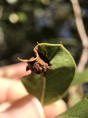 Callirhytis perfoveata