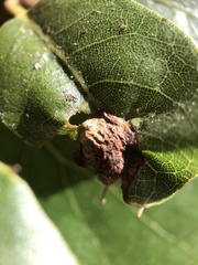 Callirhytis perfoveata